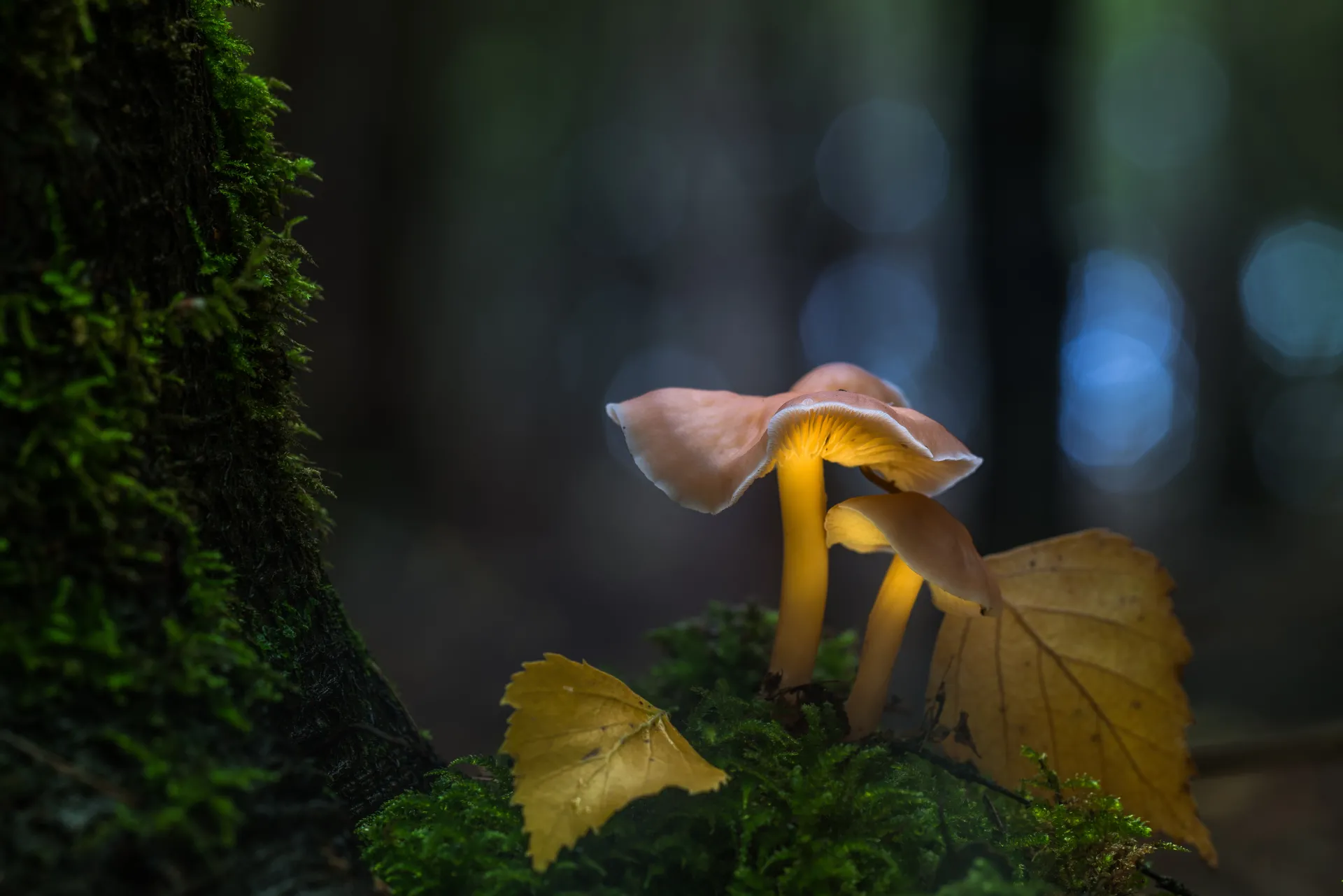Nordic nature