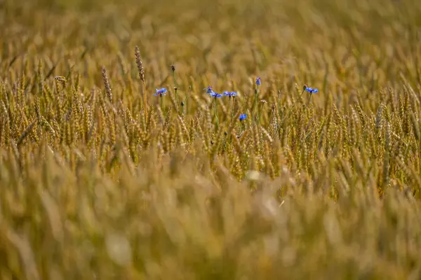 marvanphotograf — Photographer, Ogre