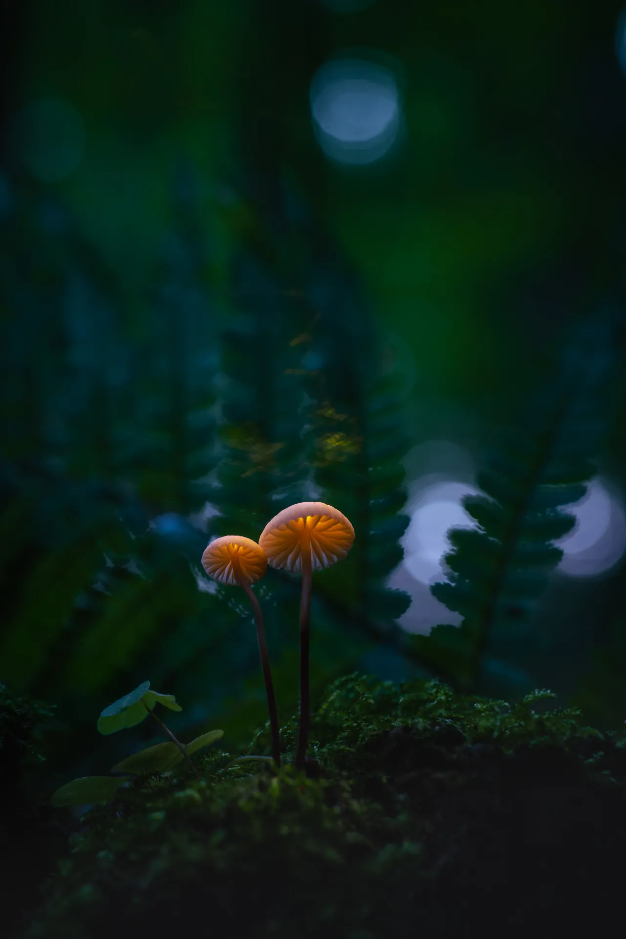 Nordic nature