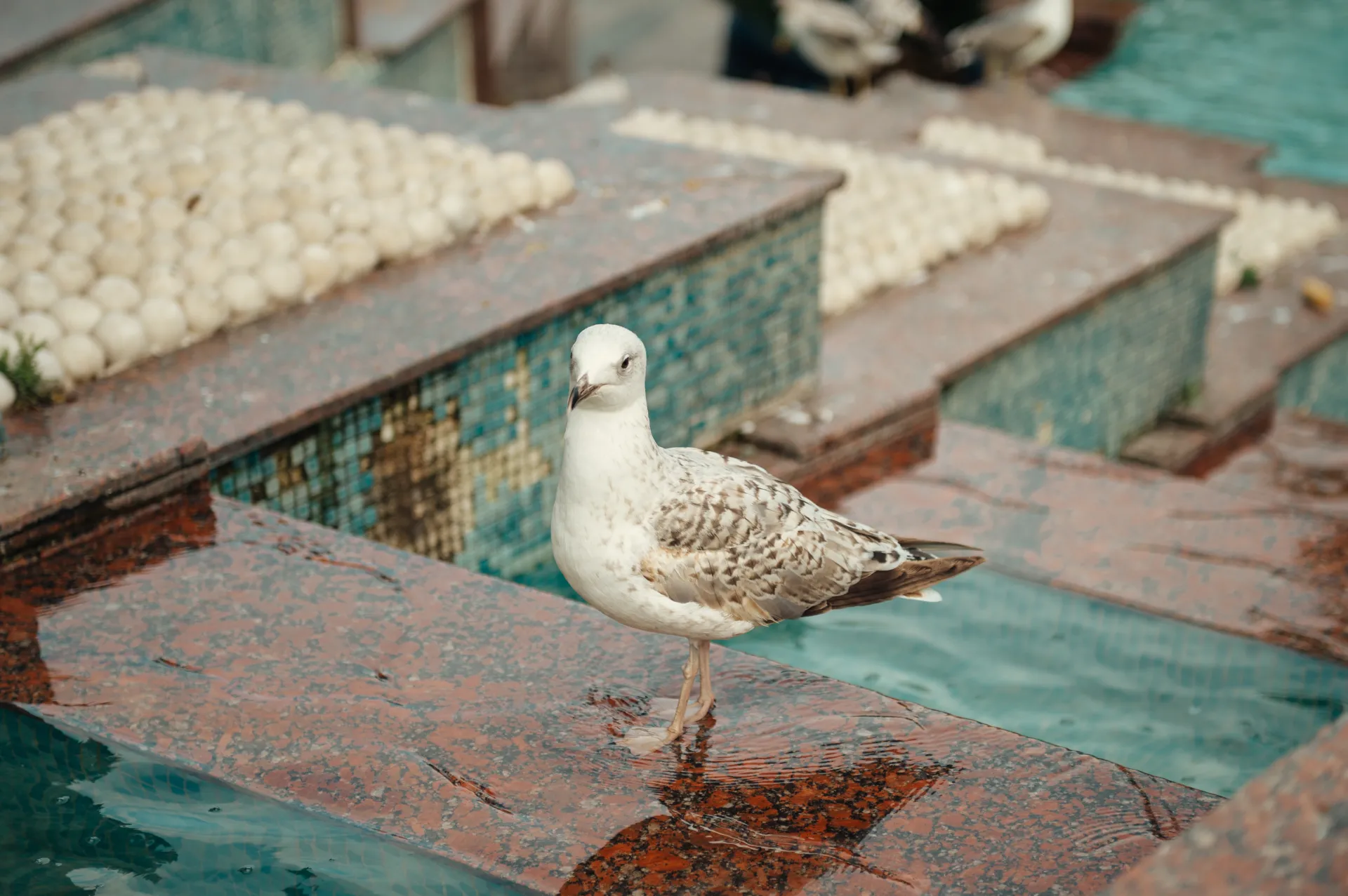 Stambula/Kapadokija — A seagull stands on a wet, reddish stone ledge beside turquoise water, with tiled steps and white spherical decorations in the background under soft daylight.