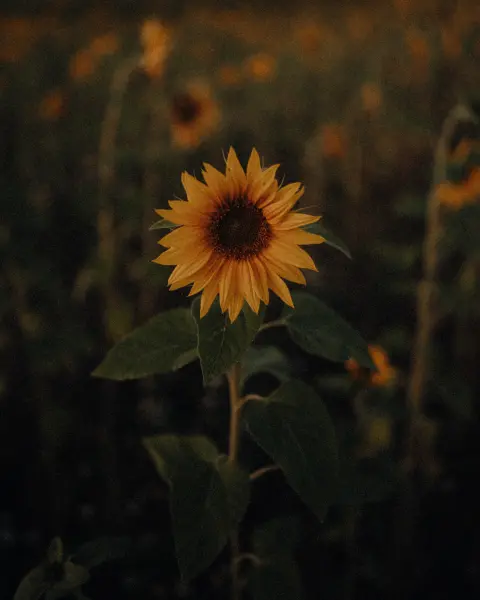 Ugis_Lasmanis — Photographer, Tukums
